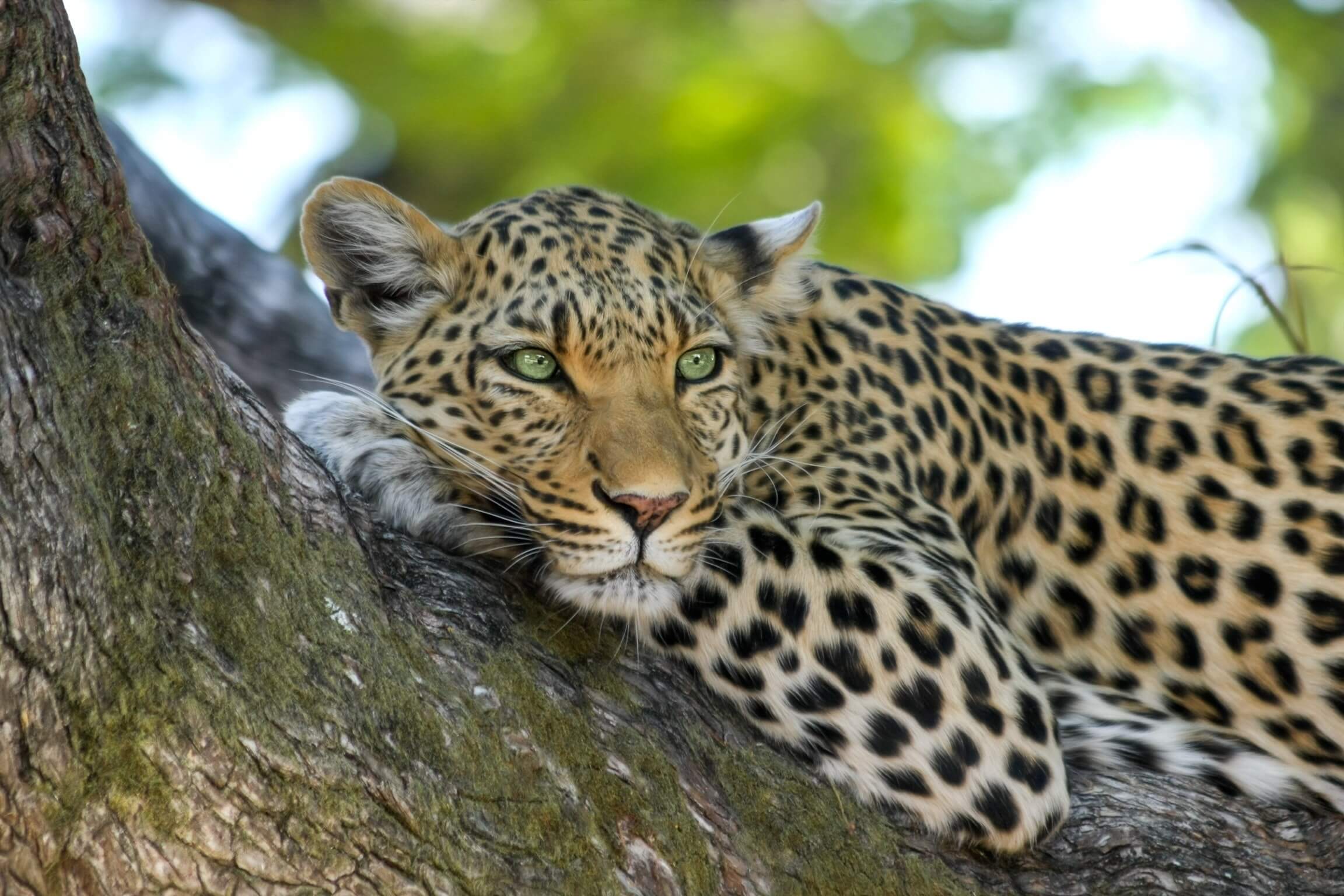 Sri Lankan Big Cats – Leopards Of Yala
